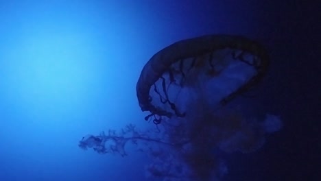 Cámara-Lenta-De-Una-Medusa-Nadando-En-Un-Acuario