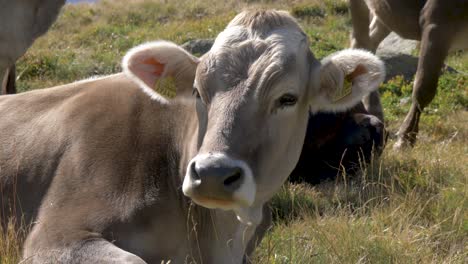 Una-Vaca-Alpina-Se-Acuesta-En-Un-Campo-De-Hierba-De-Verano-Para-Rumiar-En-Un-Brillante-Día-De-Verano