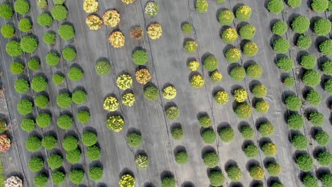Aerial-rotating-rising-drone-shot-reveals-thousands-of-colorful-mums-blooming-in-Lancaster-County-Pennsylvania-Amish-farm