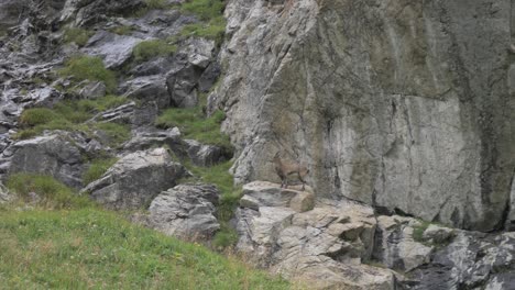 A-mountain-goat-stops-to-look-at-the-camera-and-skillfully-climbs-onto-the-rocks-and-cliff-face-behind-him