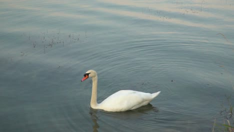 Toma-Lenta-De-Un-Cisne-Blanco-Nadando-En-Un-Hermoso-Lago-Al-Atardecer-Con-Plantas-Acuáticas-En-Primer-Plano