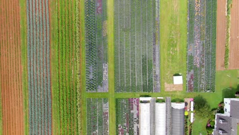 Descending-aerial-drone-shot-on-field-of-blooming-mums-and-greenhouses-at-Amish-nursery-farm
