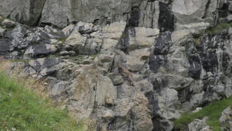 A-mountain-goat-stops-to-look-at-the-camera-and-skillfully-climbs-onto-the-rocks-and-cliff-face-behind-him
