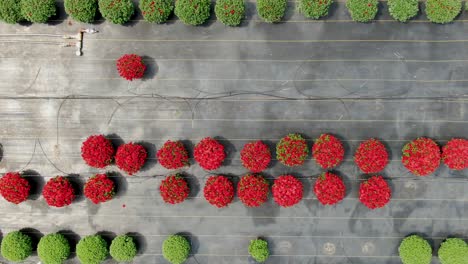 Slow-aerial-trucking-shot-to-reveal-red-blooming-mums-and-drip-irrigation-system-with-black-plastic-for-warmth