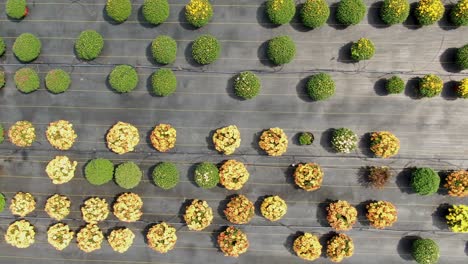 Close-up-aerial-of-mums-blooming,-ready-for-market-and-consumer-purchases-from-Amish-family-farm