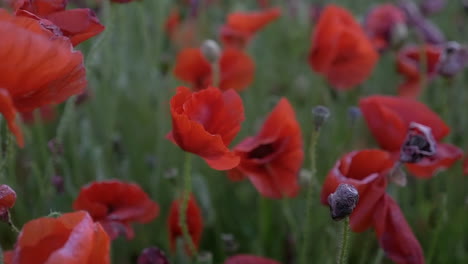 Closeup-of-red-poppies,-a-symbol-of-celebrating-life-and-beauty,-slow-motion