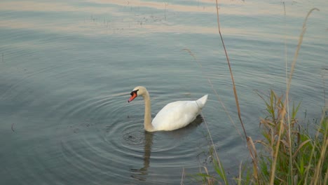 Locked-off-view-of-swan-diving-head-underwater-for-food,-water-plants-in-foreground-SLOW-MOTION