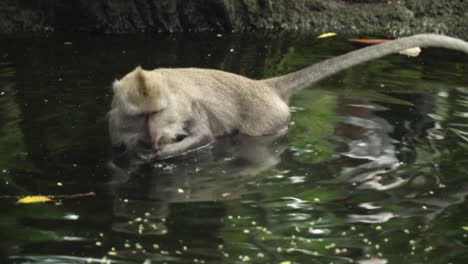 Monkey-eating-food-from-inside-a-little-pool-in-the-Ubud-monkey-forest-in-Bali,-Indonesia