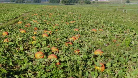 Gorgeous-orange-pumpkins-contrast-with-green-foliage-leaves-in-field-in-Lancaster,-Pennsylvania
