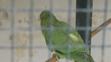 A-green-parrot-stands-on-its-perch-behind-a-cage