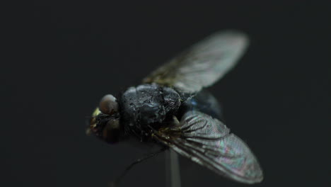 Fly-captured-in-close-up-macro-shot-in-detail-inside-the-moving-fog-and-white-smoke-wave-with-wings-captured-at-60fps