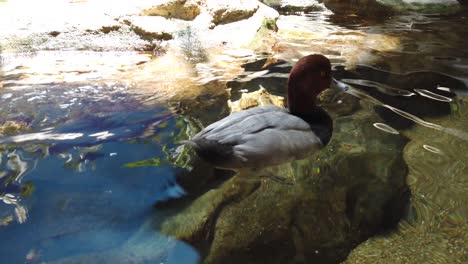 Duck-floating-in-water