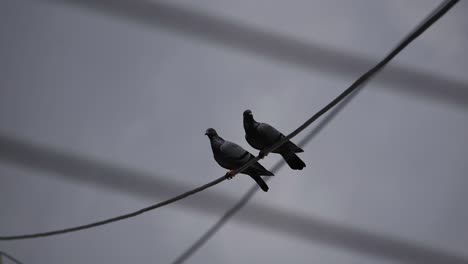Two-pigeon-sitting-on-the-wire-cable