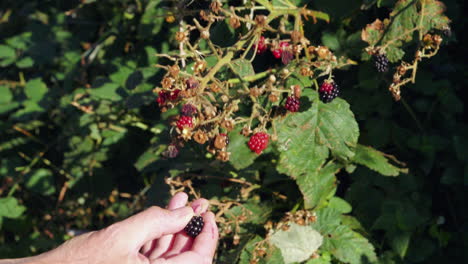 Male-hand-gathering-blackberries-from-a-bush-in-sunlight,-static-locked-off