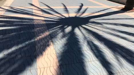 Big-palm-tree-shadow-moving-with-the-wind-on-the-ground-in-Marbella-Malaga-Spain
