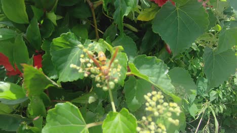 Nahaufnahme-Einer-Honigbiene,-Die-Blumen-Zwischen-Grünen-Blättern-Bestäubt-Und-Dann-Wegfliegt