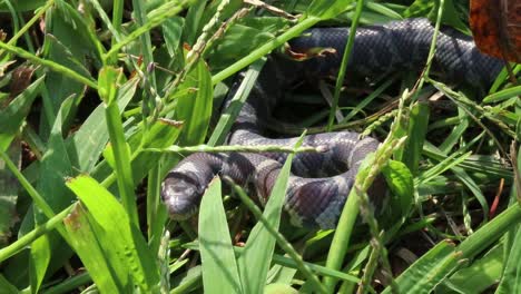 static-up-close-view-of-a-small-snake-in-grass-coilling-up-when-he-sees-an-attacker