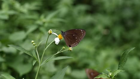 Close-up-slow-motion-shot-of-butterfly-on-a-flower,-then-flying-off