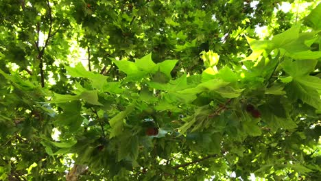 Big-sycamore-tree-fruit-on-a-sunny-day-in-Marbella-Malaga-Spain