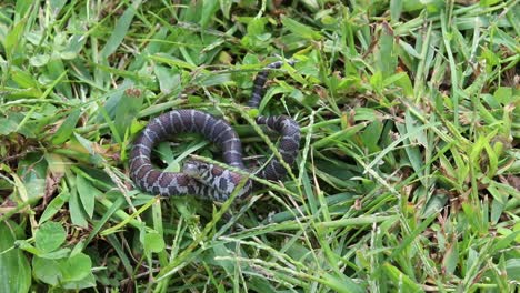 Slow-motion-static-view-of-a-small-snake-in-grass-striking-towards-the-camera