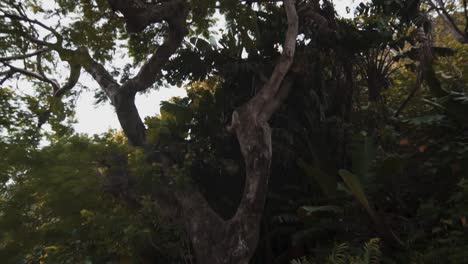 Grüne-Bäume-In-Hawaii-Sonnengrüne-üppige-Tropische-Pflanzen