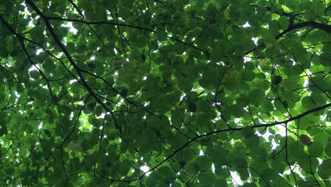 Black-Oak-Tree-Leaves,-low-angle