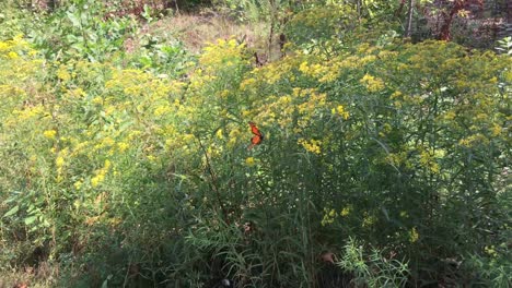 Monarchfalter-Ernähren-Sich-Von-Blumen