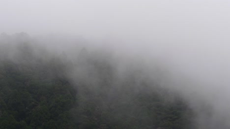Heavy-mist-passing-over-trees-in-the-mountains