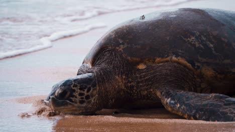 Sea-turtle-on-a-beach-with-water-washing-over-it