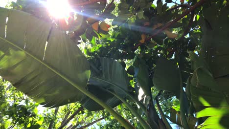 Bewegende-Sonnenstrahlen-Durch-Bäume-Und-Bananenpalmenblätter-In-Einem-Tropischen-Ort,-Marbella-Malaga-Spanien