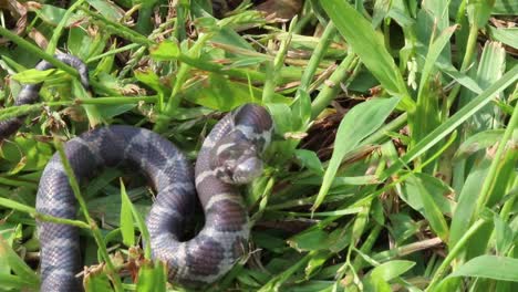 static-up-close-view-of-a-small-snake-in-grass-coilled-up-watching-his-attacker