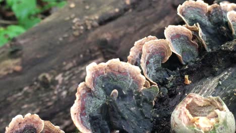 Unedged-Mushroom-growth-on-fallen-tree,-close-up