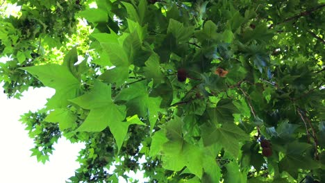 Filmando-Un-árbol-Sicómoro-Frutos-Y-Hojas-En-Marbella-Malaga-España