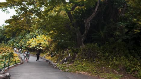 Grüne-Bäume-In-Hawaii-Sonnengrüne-üppige-Tropische-Pflanzen