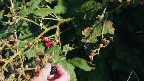 Male-hand-picking-blackberries-from-a-bush-in-sunlight,-static-locked-off