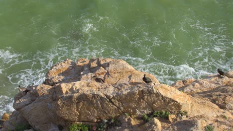 Group-of-cormorants-resting-on-the-sea-rocks