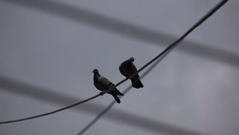 One-Pigeon-flying-away-from-the-wire