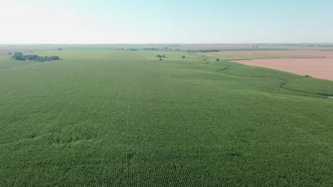 Luftaufnahme-Eines-Grünen,-Gesunden-Maisfeldes-Am-Ende-Des-Sommers-In-Nebraska,-Vereinigte-Staaten