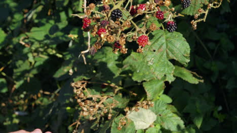 Male-hand-picking-blackberries-from-a-bush-in-sunlight,-static-locked-off