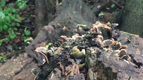 Unedged-Mushroom-growth-on-fallen-tree,-zoom-in