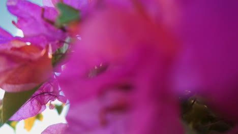 Blumen-In-Der-Sonne-Schöner-Rosafarbener-Tropischer-Feiertag