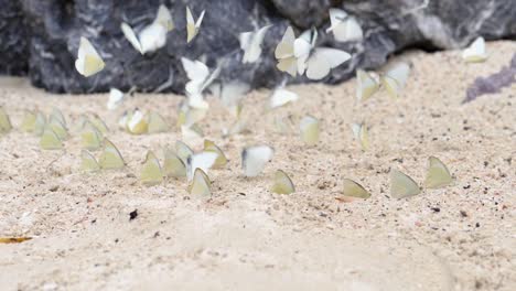 Slow-motion-close-up-showing-a-group-of-butterflies-feeding,-then-flying-away,-near-rocks-on-a-beach