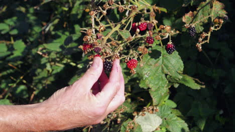 Man-plucking-ripe-blackberry-off-the-plant-in-the-sunshine,-static-locked-off