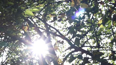 Sonne,-Die-Durch-Die-Grünen-Blätter-Und-Bäume-Schimmert