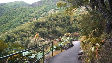 Green-trees-in-Hawaii-sun-green-luscious-tropical-plants