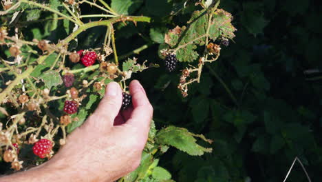 Male-hand-coming-to-pick-blackberry-fruit-from-bush,-locked-off-slow-motion