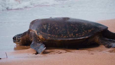 Meeresschildkröte-An-Einem-Strand-Mit-Wasser-Darüber-Waschen