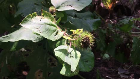 Wild-burdock-alone-in-the-forest,-side-view