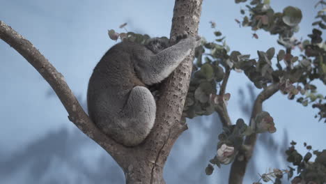 El-Descanso-Del-Koala-En-La-Rama-De-Un-árbol-En-Un-Nuevo-Recinto-En-El-Parque-Safari-Longleat