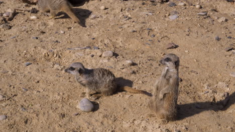 Mob-of-meerkats-exploring-their-surroundings-at-wildlife-safari-park